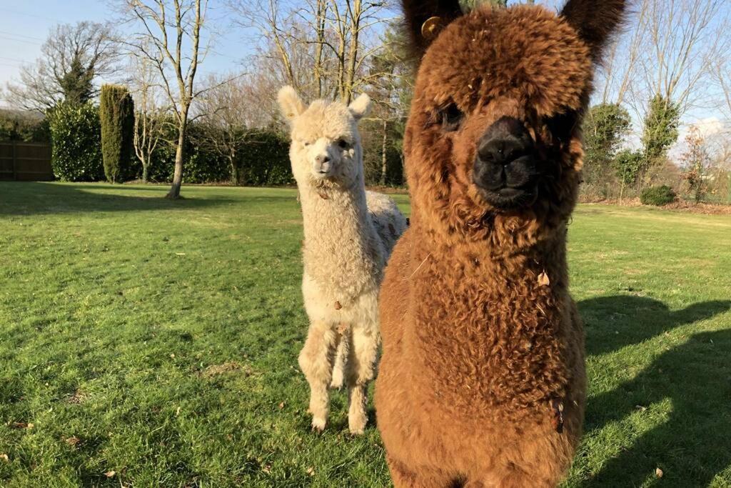 Alpaca Lodge Sittingbourne Buitenkant foto