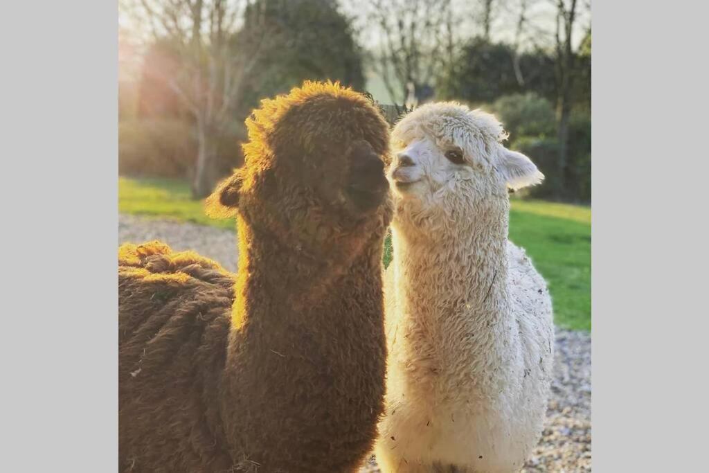 Alpaca Lodge Sittingbourne Buitenkant foto